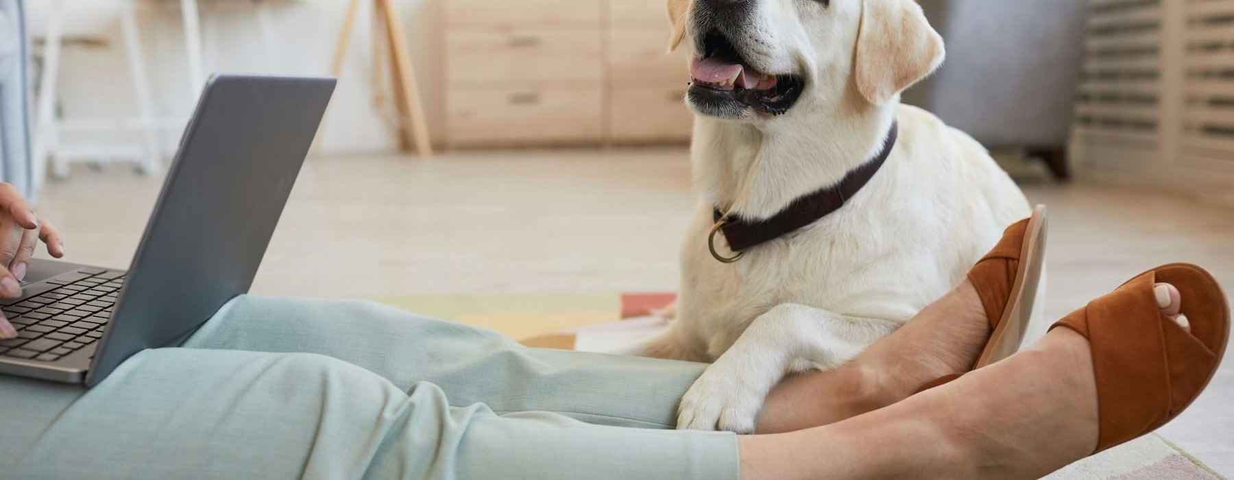 a dog sitting on the floor next to a person using a laptop