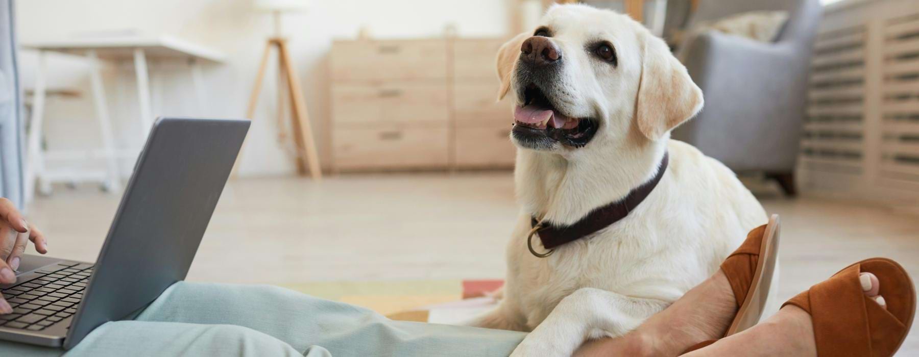 a dog sitting on the floor next to a person using a laptop